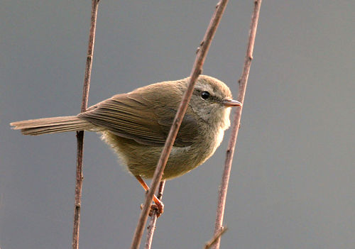 Brown-flanked bush warbler